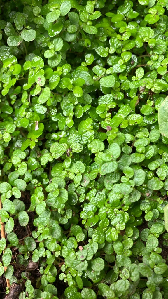 Soleirolia Soleirolii