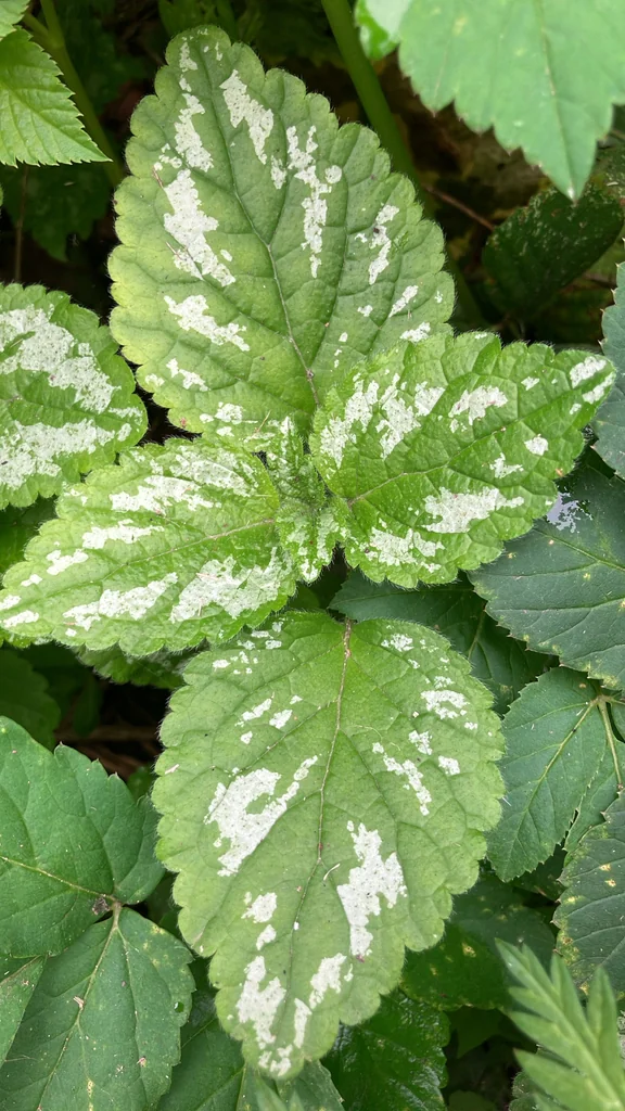 Lamium Galeobdolon