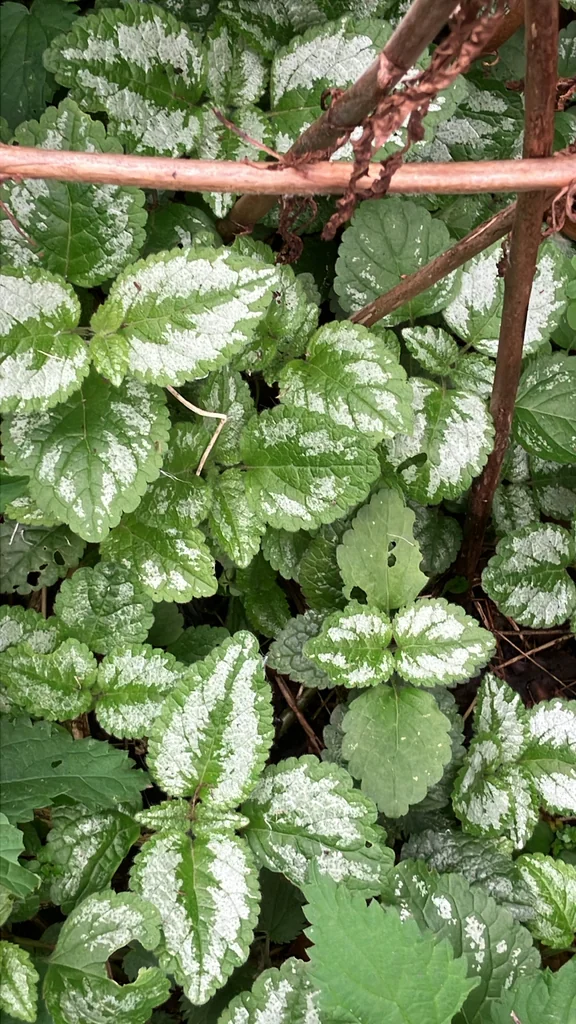 Lamium Galeobdolon