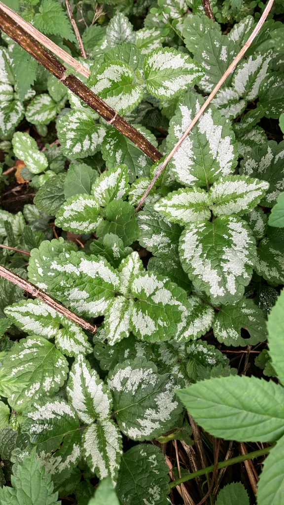 Lamium Galeobdolon