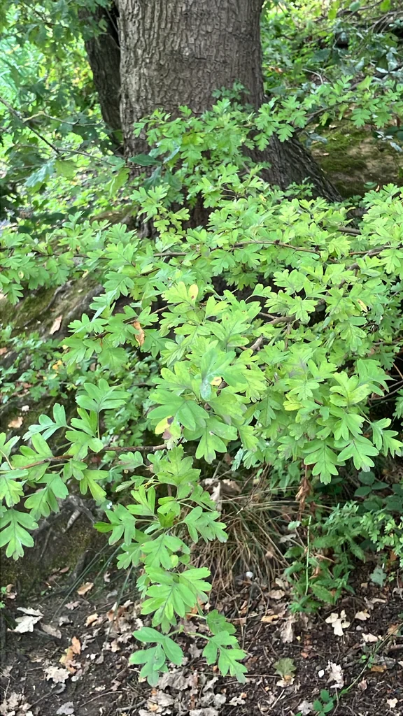 Crataegus Monogyna