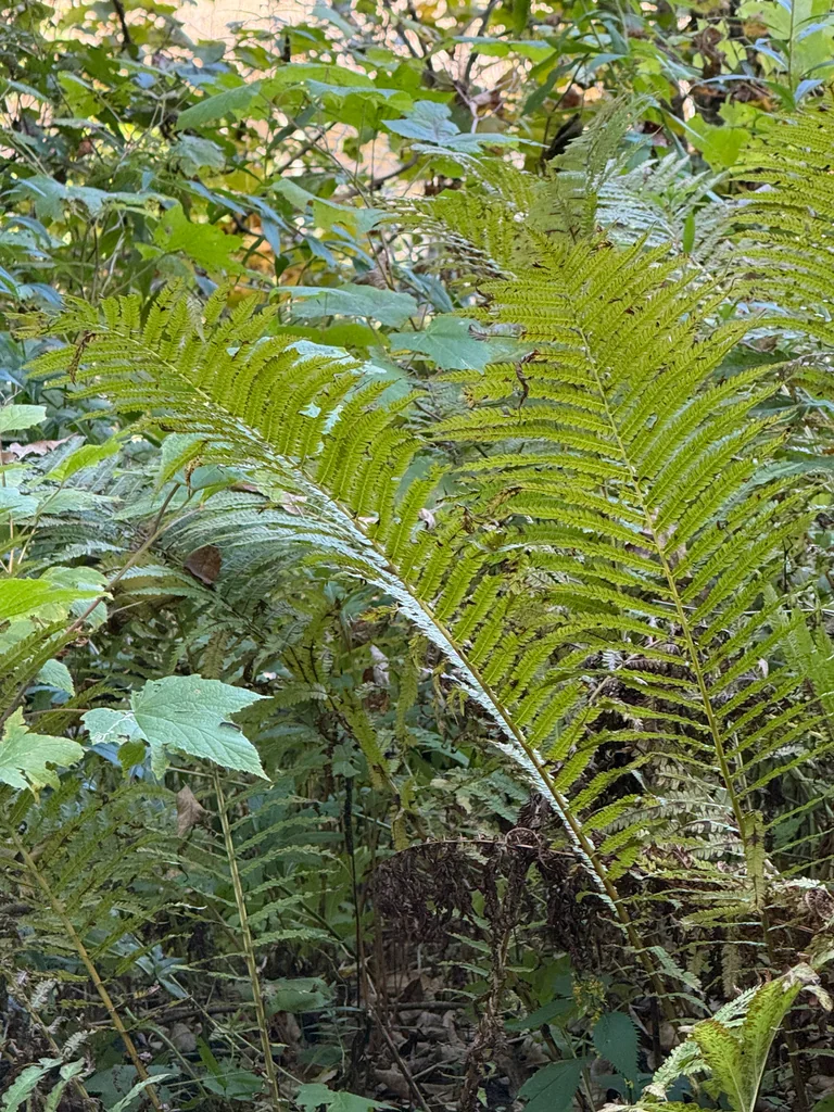 Matteuccia Struthiopteris