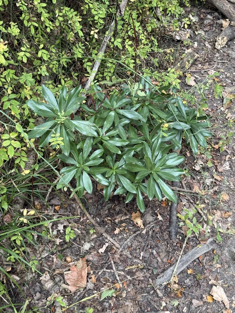 Daphne Laureola