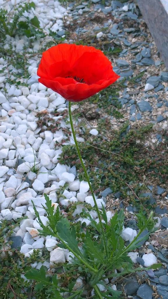Papaver Rhoeas
