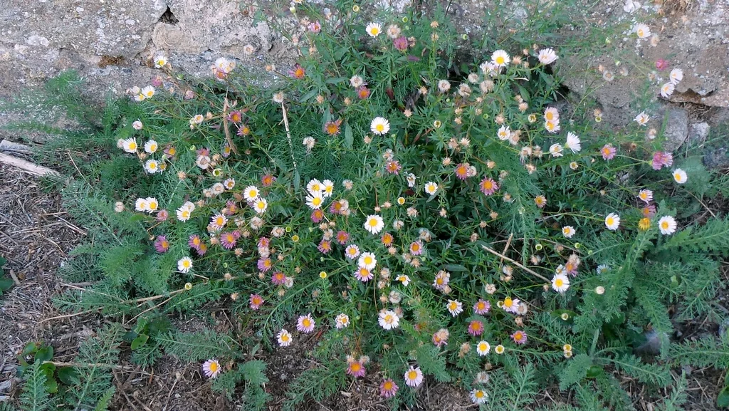 Erigeron Karvinskianus