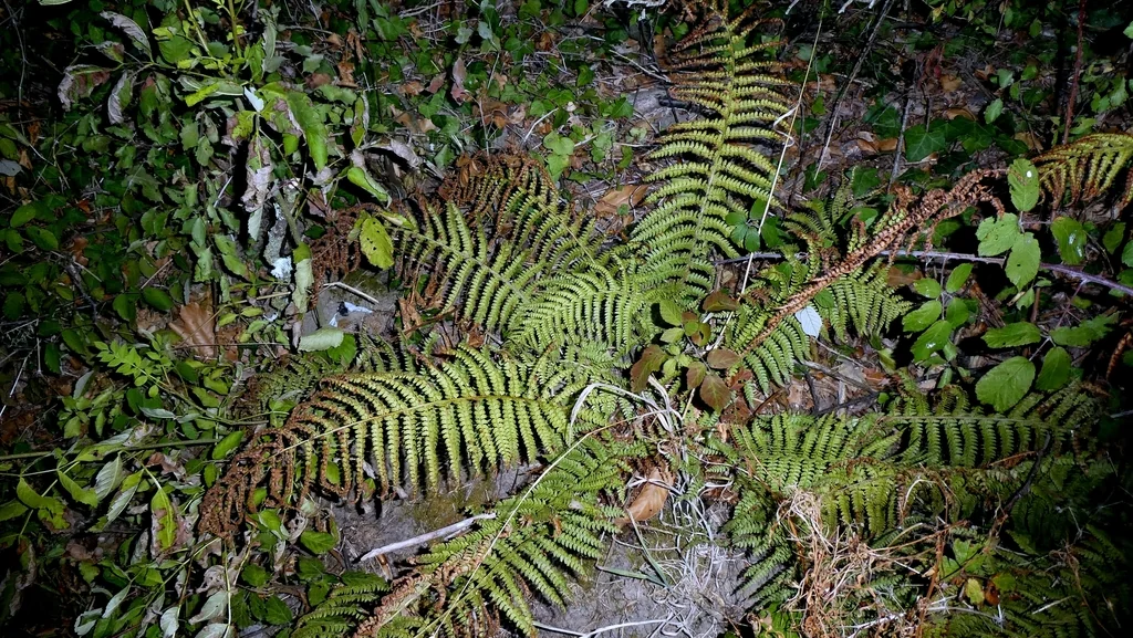 Polystichum Setiferum