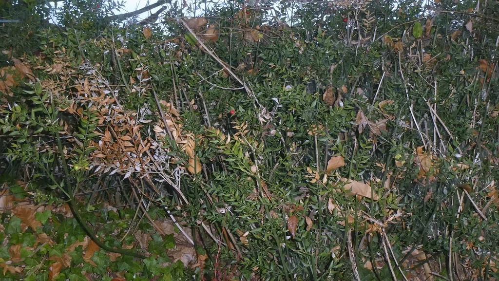 Ruscus Aculeatus