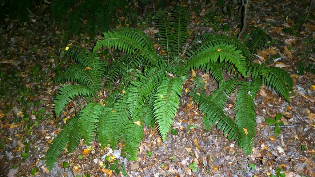 Polystichum Setiferum