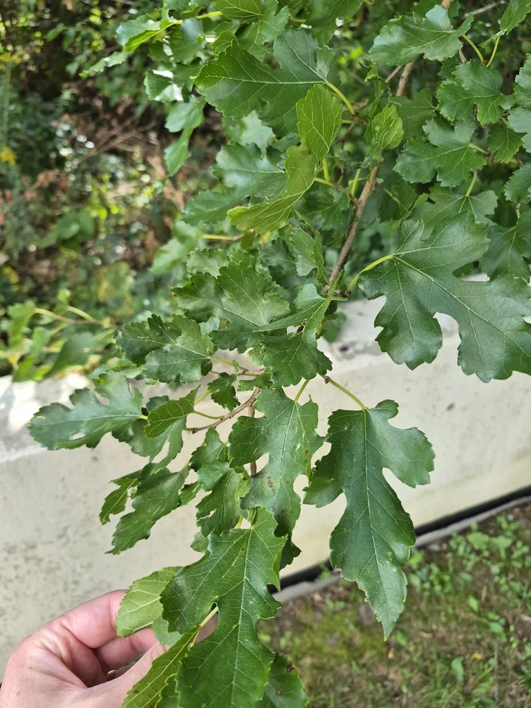 Morus Alba