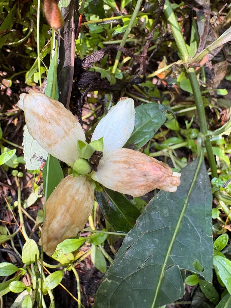 Chelone Glabra