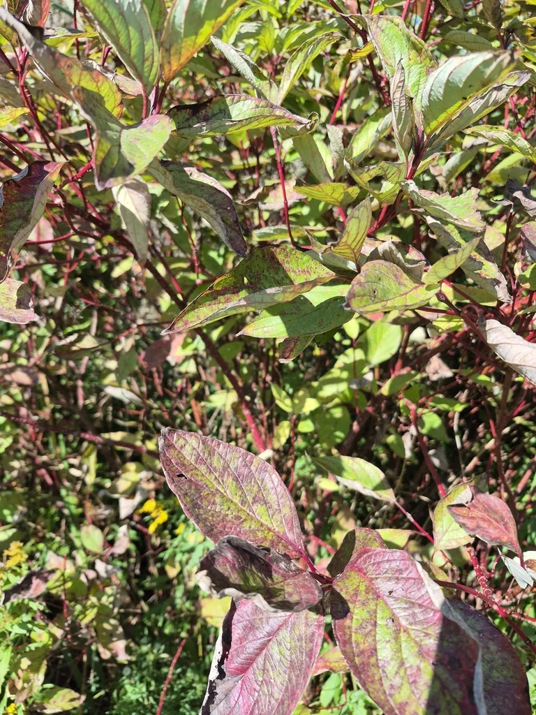 Cornus stolonifera