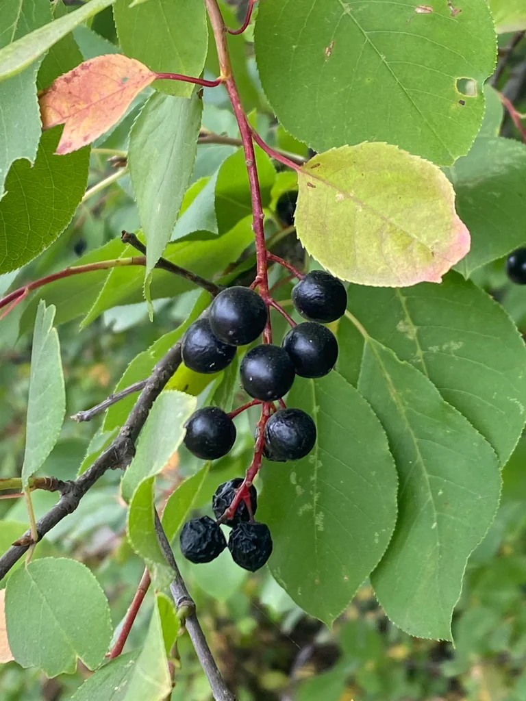 Prunus Virginiana