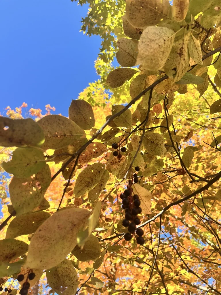 Prunus Virginiana