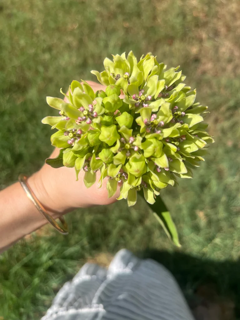 Asclepias Viridis