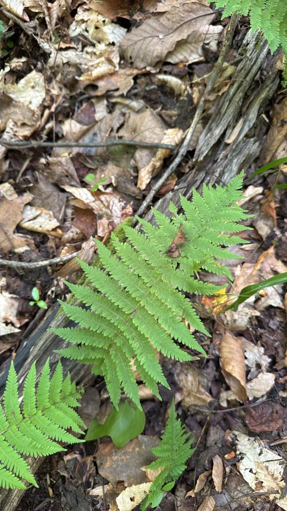 Thelypteris Noveboracensis