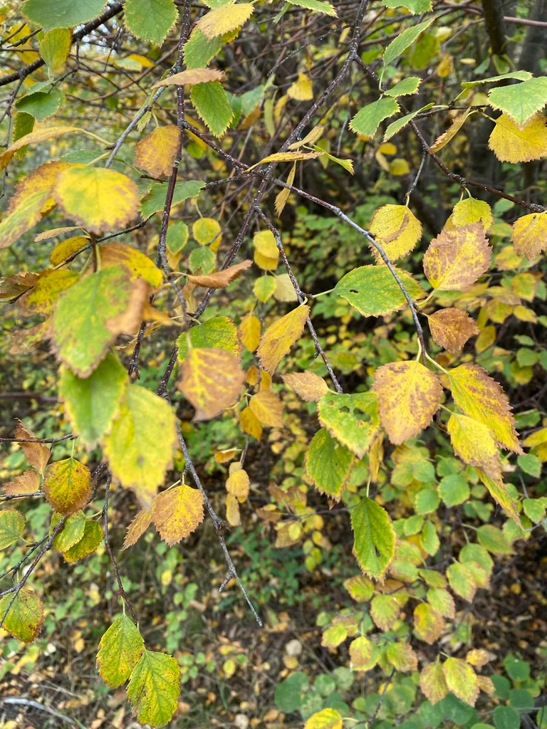 Betula Occidentalis