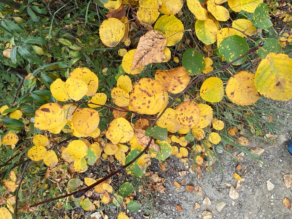 Amelanchier Alnifolia