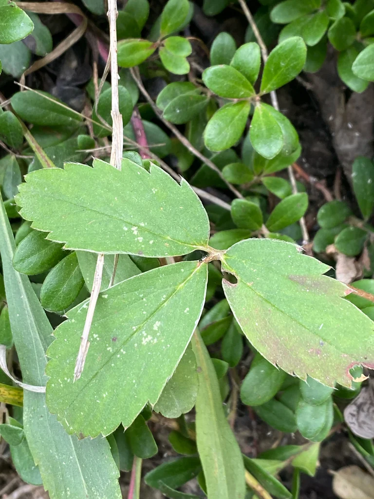 Fragaria Virginiana