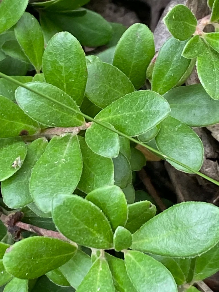 Arctostaphylos Uva-Ursi
