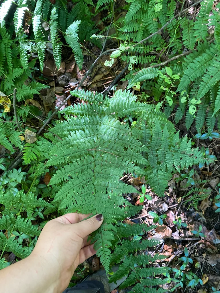 Dryopteris Intermedia