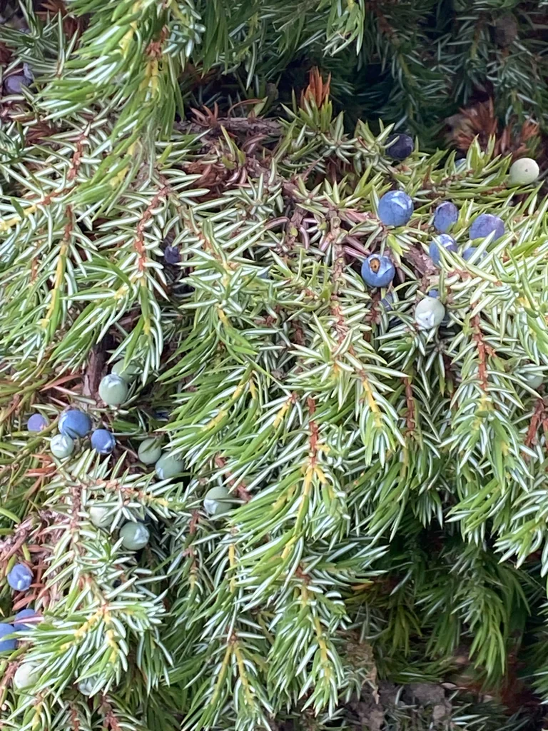 Juniperus Communis