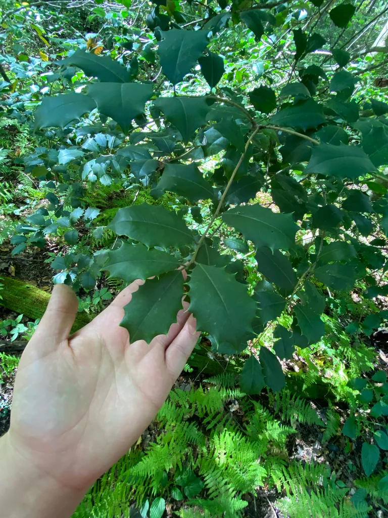 Ilex Opaca