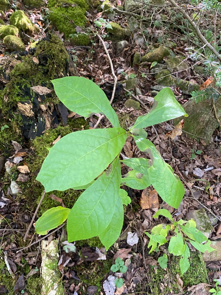 Nyssa Sylvatica