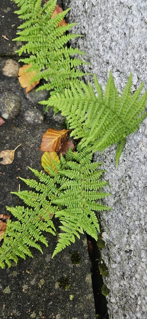 Athyrium filix-femina