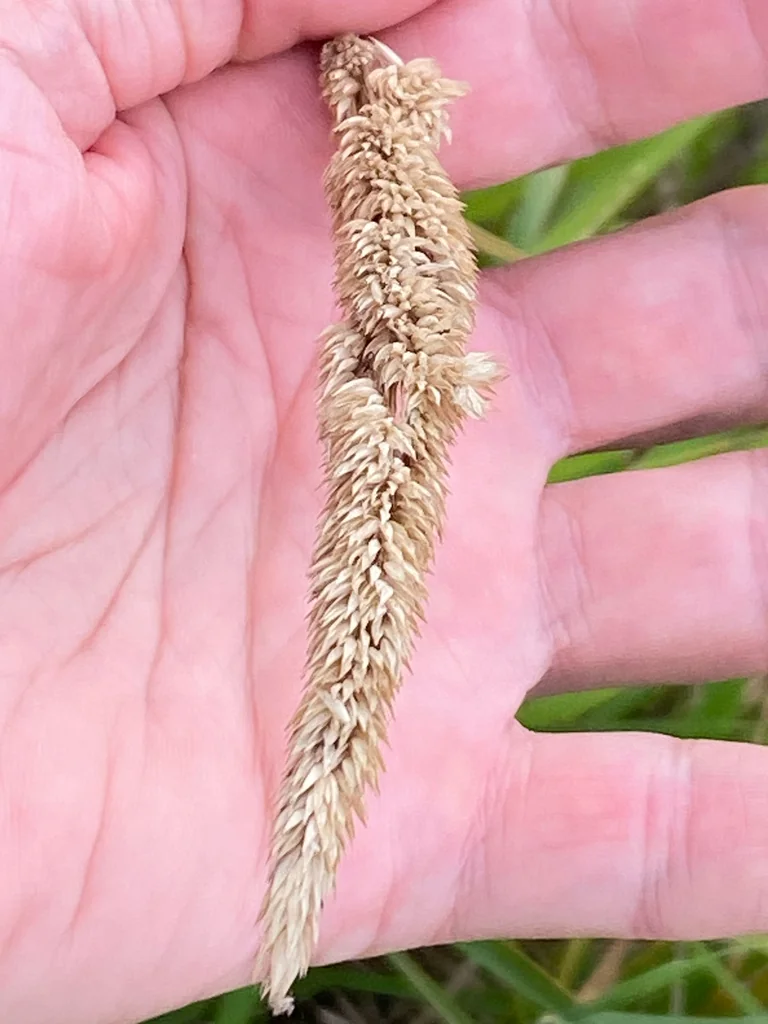 Phalaris Arundinacea Picta
