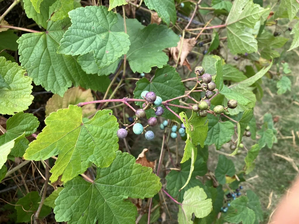 Ampelopsis Brevipedunculata