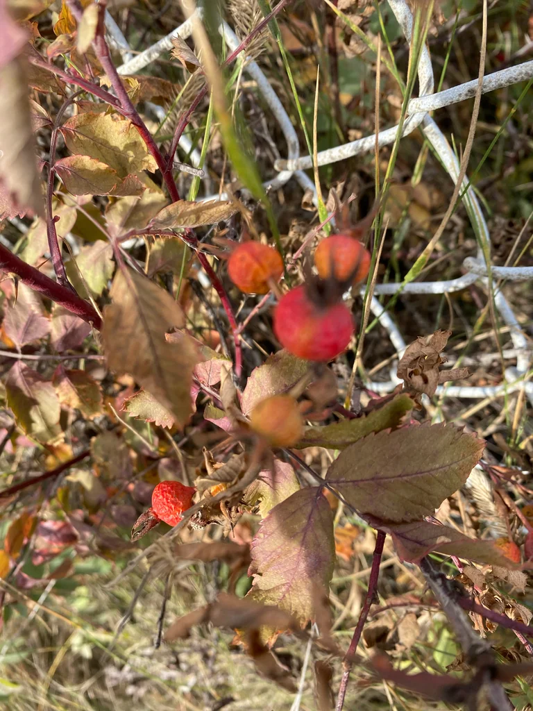 Rosa Woodsii