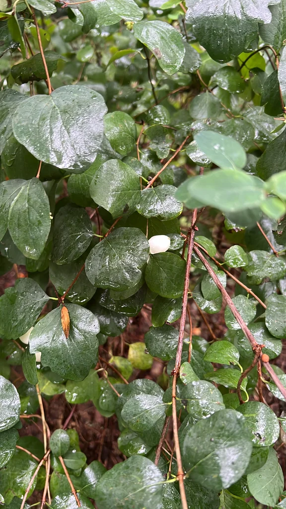 Symphoricarpos Albus
