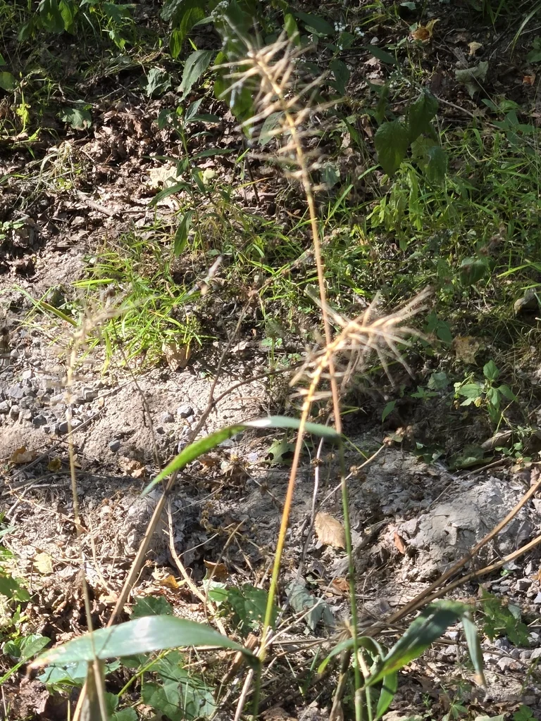 Elymus Hystrix