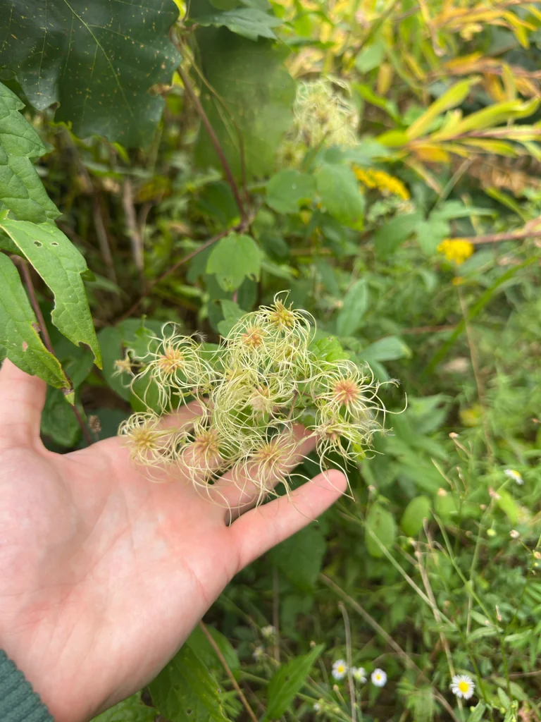 Clematis Virginiana