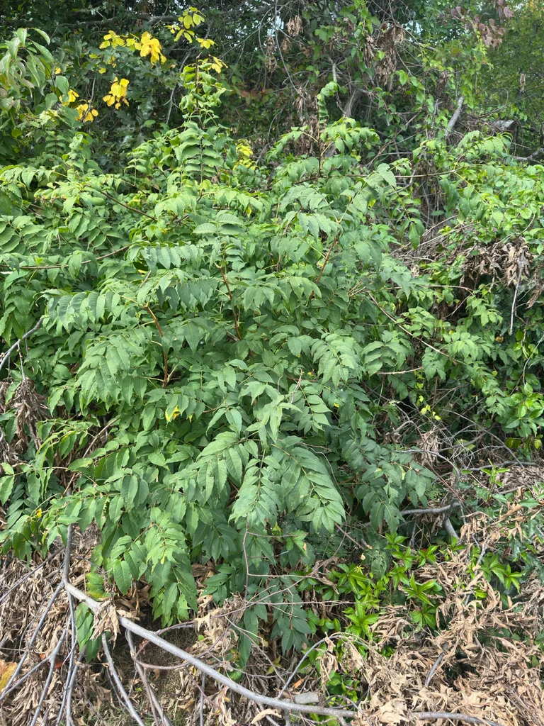 Phellodendron Amurense