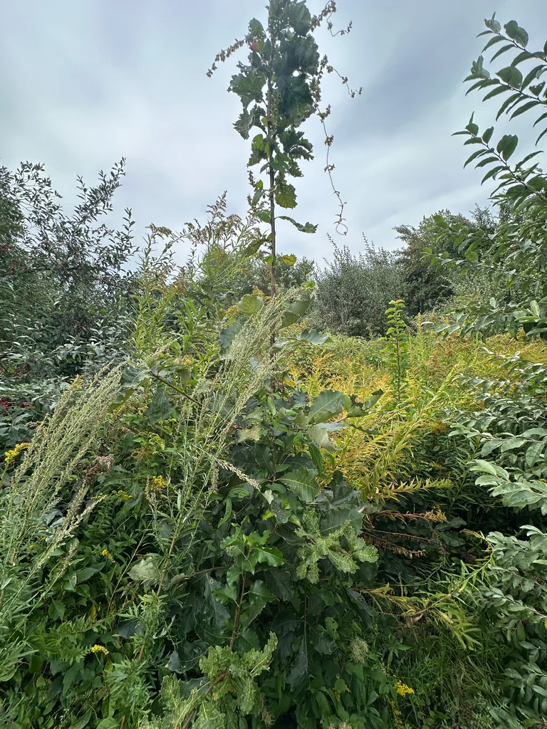 Quercus Lyrata
