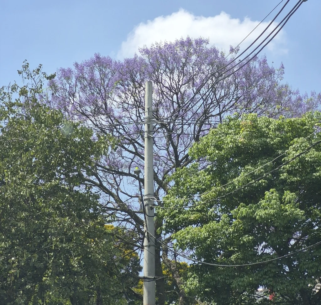 Jacaranda Mimosifolia