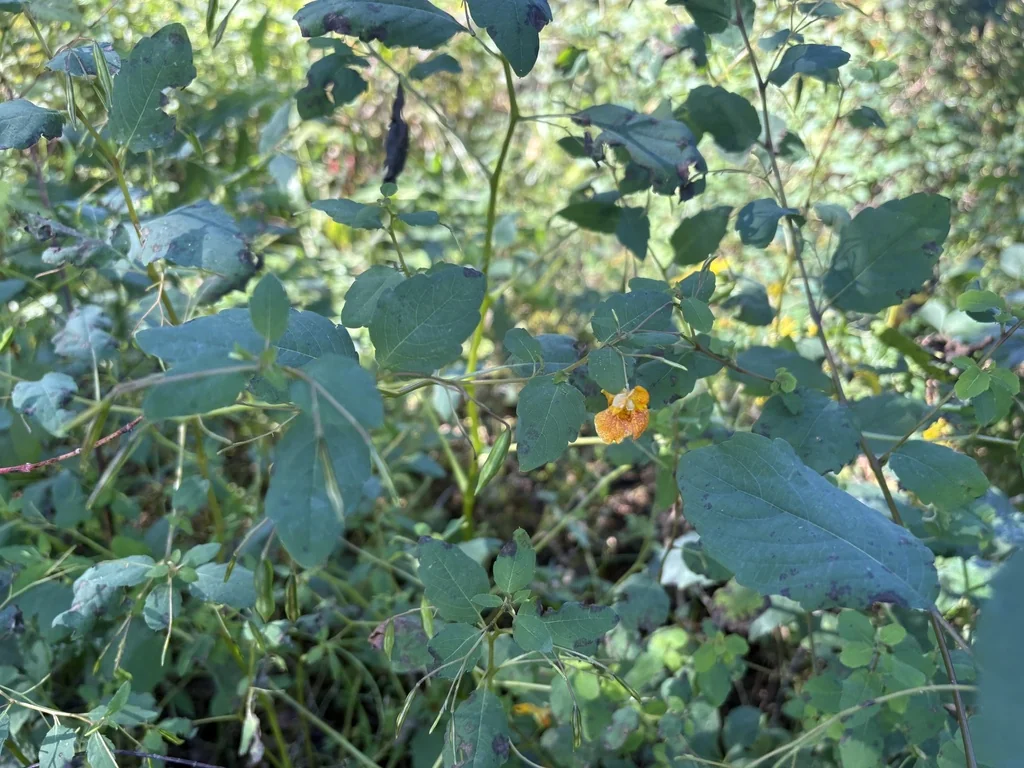 Impatiens Capensis