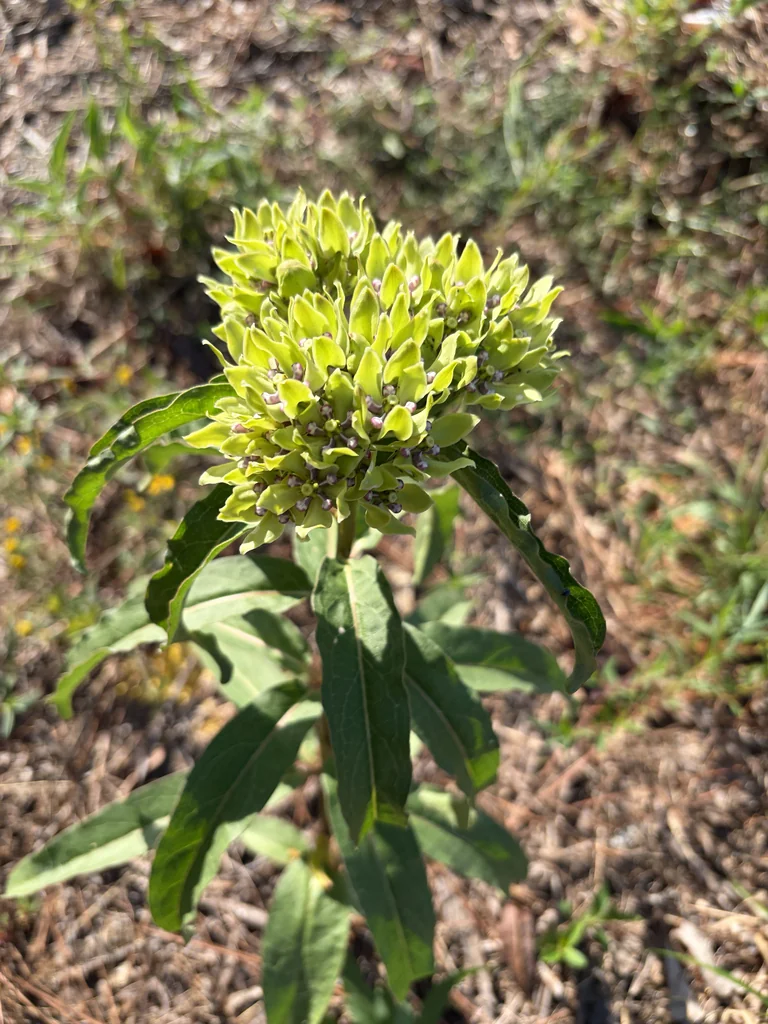 Asclepias Viridis