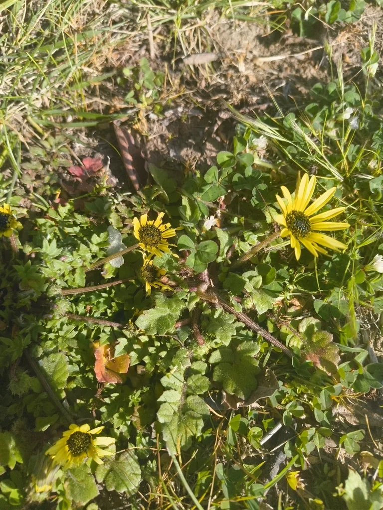 Arctotheca Calendula