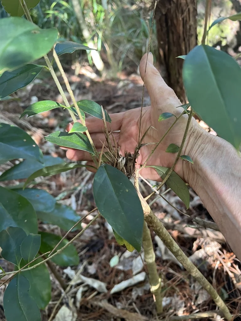 Ligustrum Lucidum