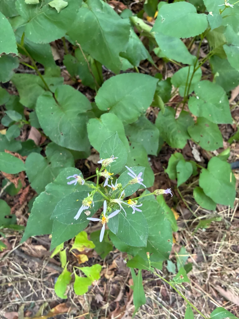 Aster Macrophyllus