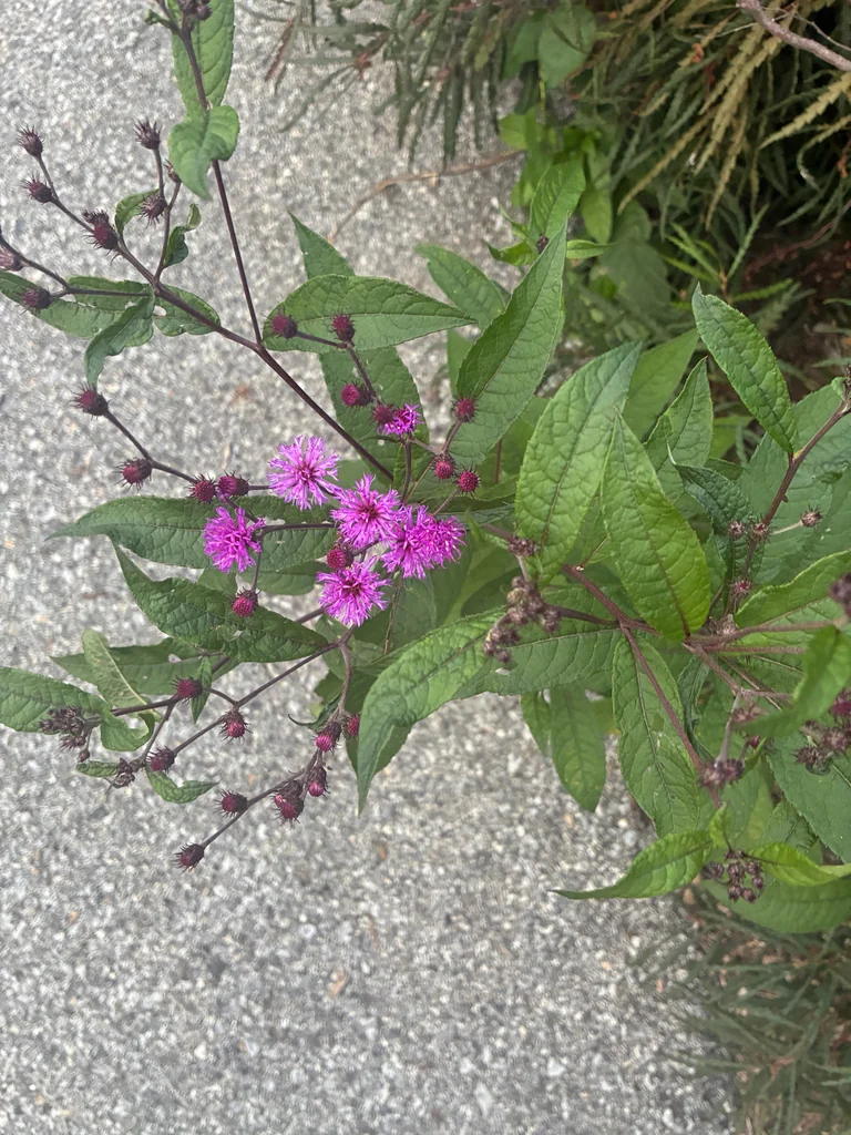Vernonia Noveboracensis