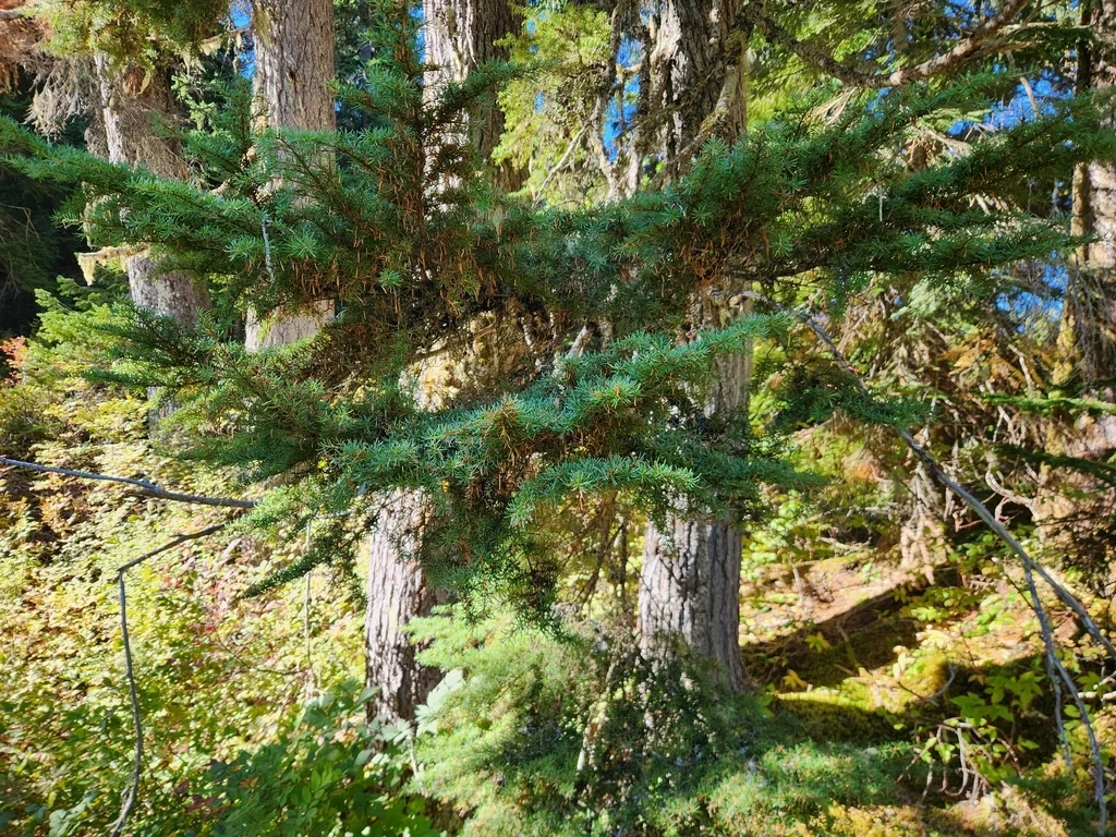 Tsuga Mertensiana