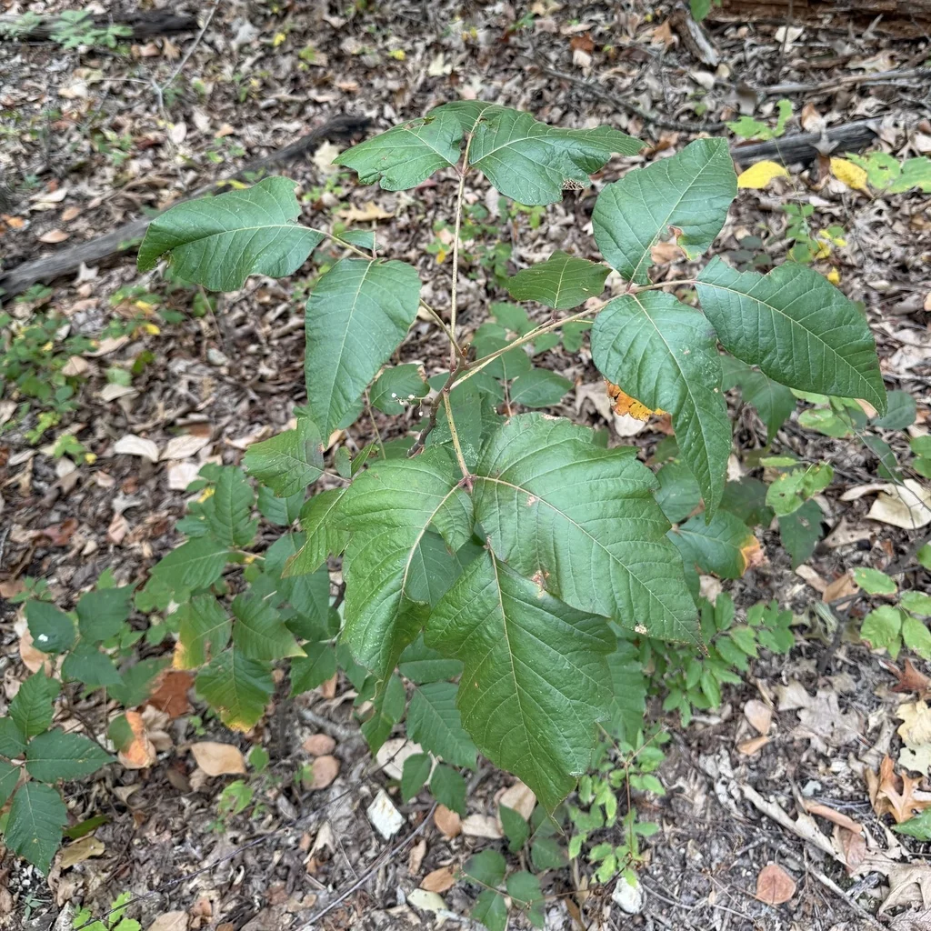 Toxicodendron Radicans