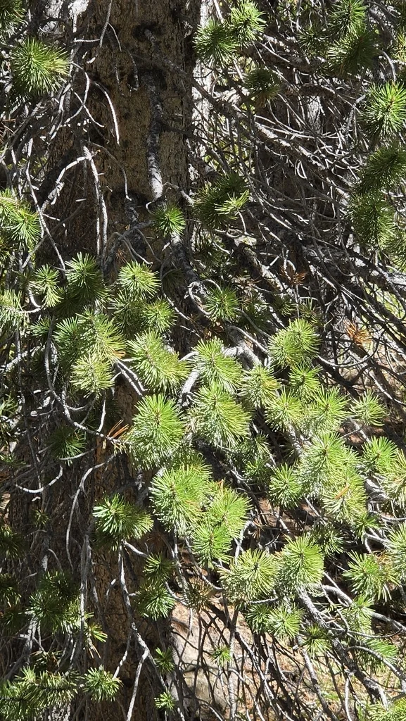 Pinus Contorta