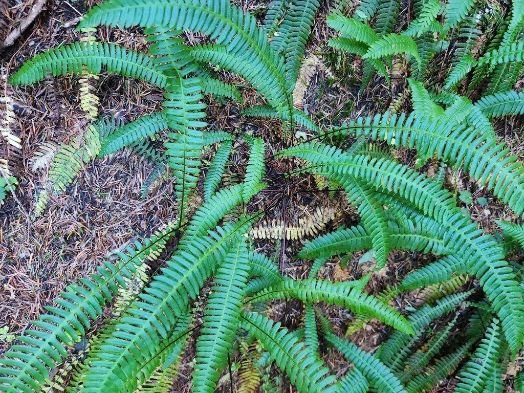 Blechnum Spicant