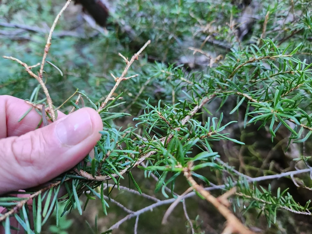 Tsuga Mertensiana