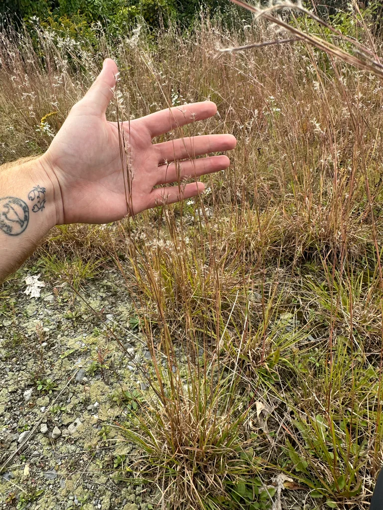 Schizachyrium scoparium