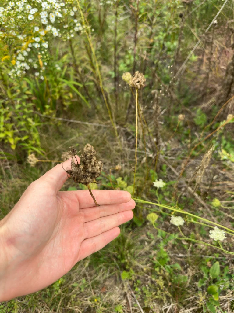 Daucus Carota